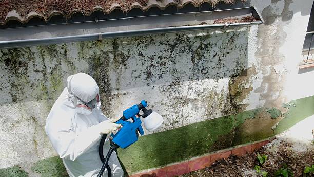 Top rated local Mold Remediation specialists in Reading, MA